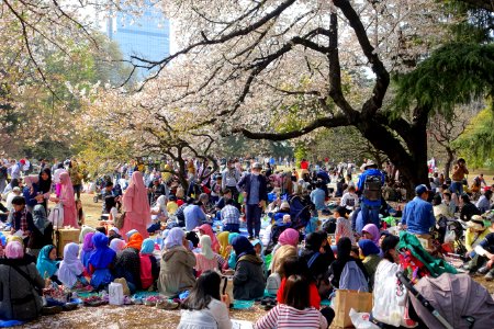 Hanami - Shinjuku Gyo-en - Tokyo, Japan - DSC05723