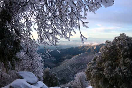 Frost landscape branches photo