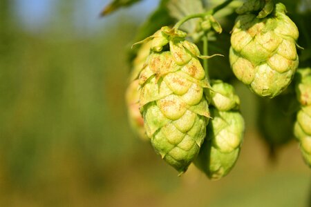 Plant bavaria beer