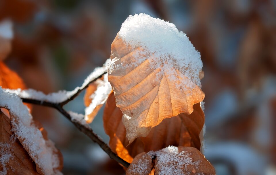 Brown winter spring