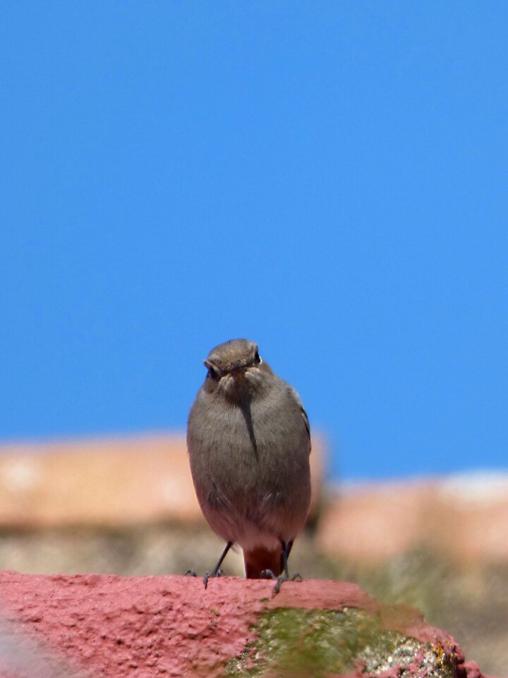 Smoked cotxa phoenicurus ochruros lookout