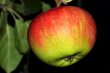 Red fruit ripe
