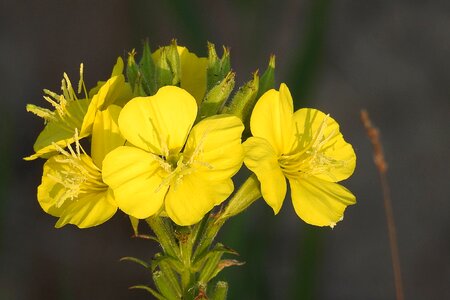 Yellow flowers wild plant primrose