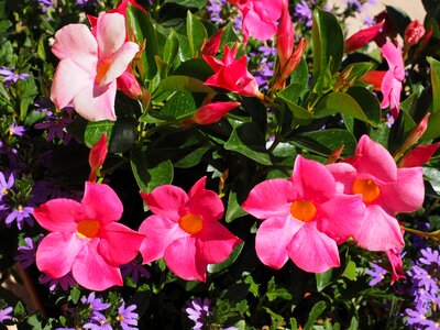 Blossom bloom pink