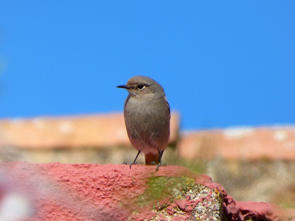Smoked cotxa phoenicurus ochruros lookout
