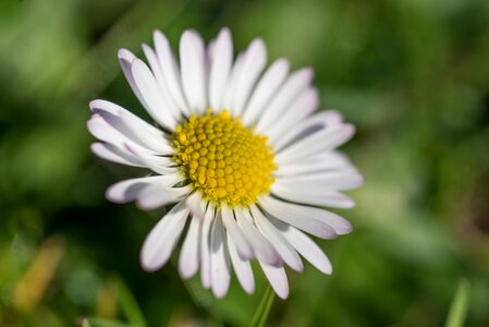 Flora garden bloom photo