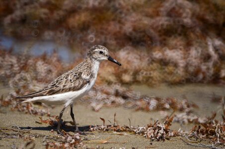 Dull brown plain photo