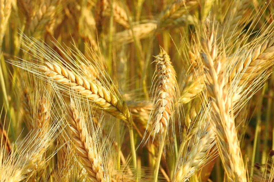 Food agriculture summer