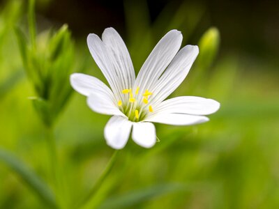 Bloom plant nature