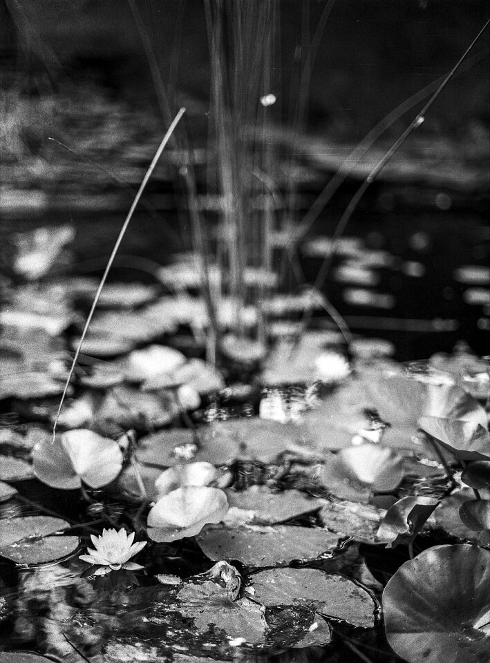 Nature flower leaf photo