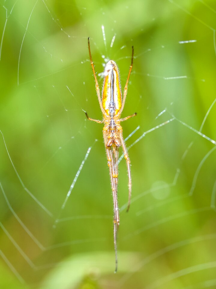 Spider nature animal