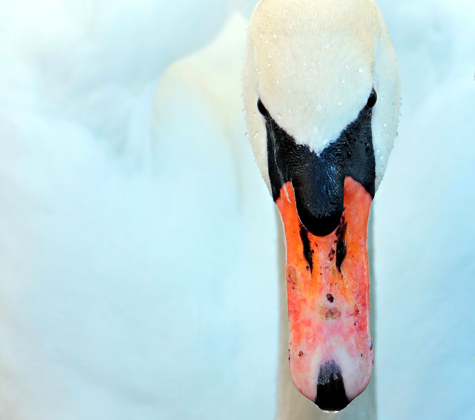 Animal white head