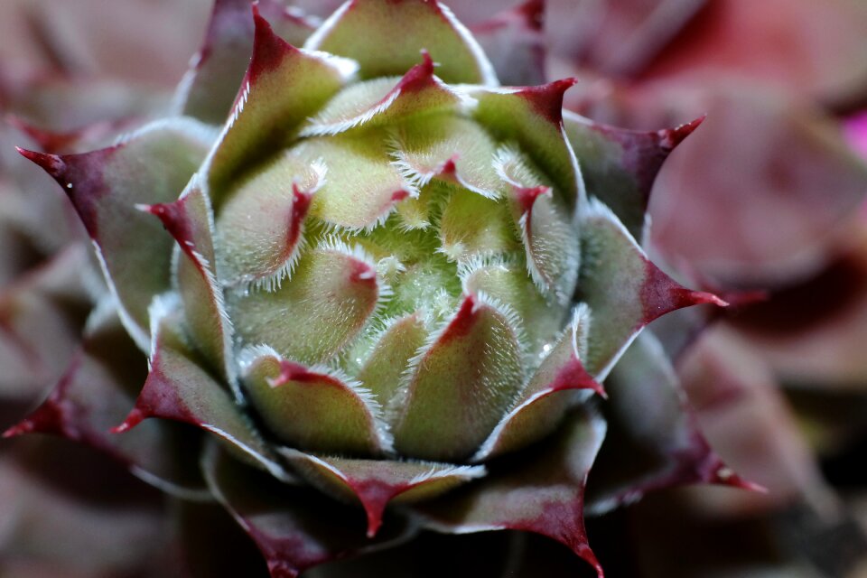 Garden macro pointed