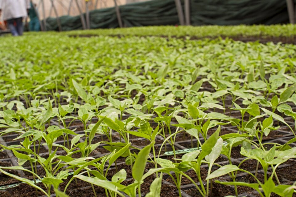 Power vegetables agricultural