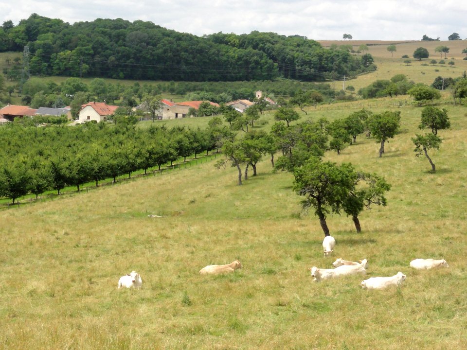 Haigneville (M-et-M) paysage avec vue du village