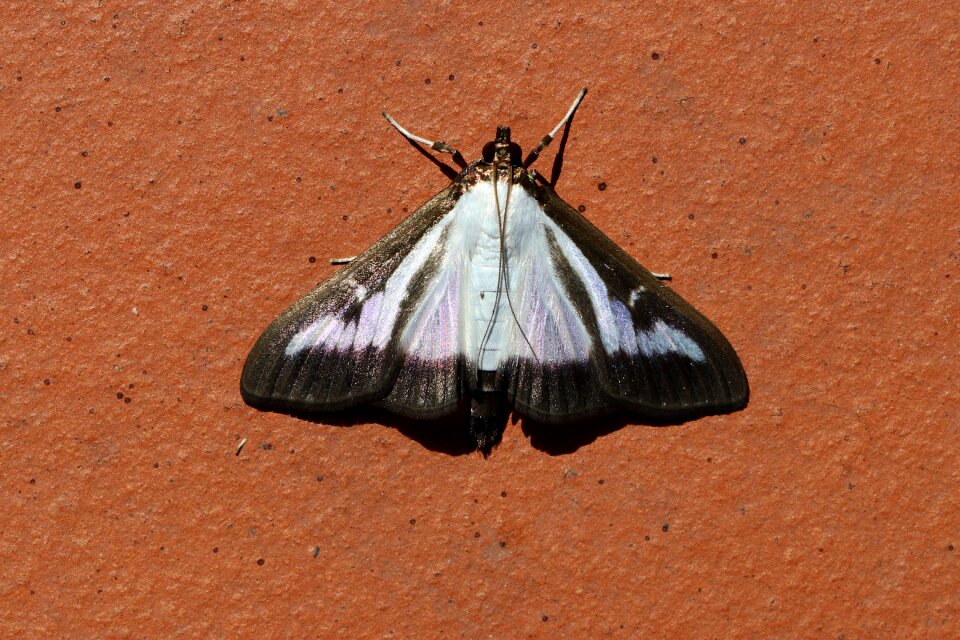 Pest insect close up