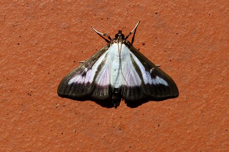 Pest insect close up