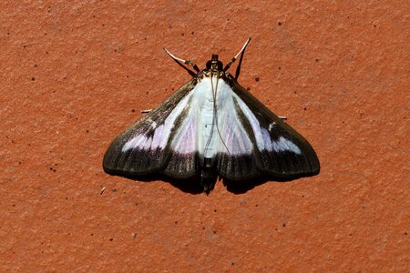 Pest insect close up photo