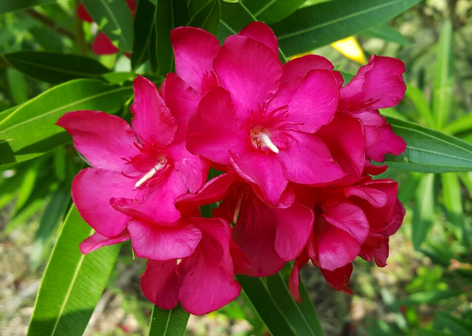 Floral pink flowers pink
