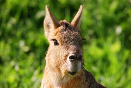 Nature head funny