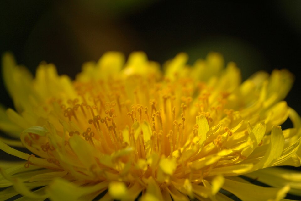 Dandelion flower yellow
