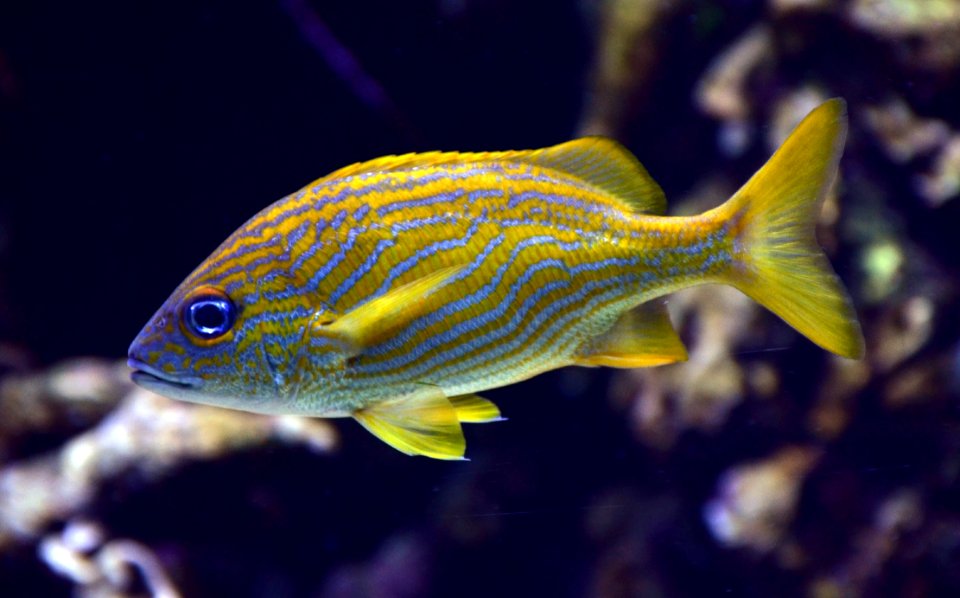 Haemulon flavolineatum Aquarium tropical du Palais de la Porte Dorée 10 04 2016 2