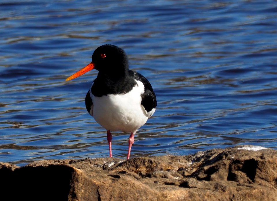Haematopus ostralegus Oulu Finland 2021-05-08