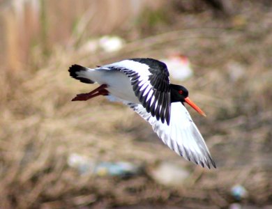 Haematopus ostralegus Oulu 20120506