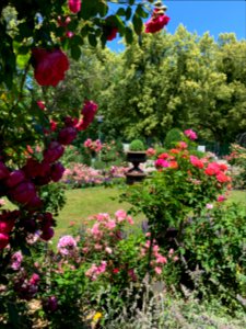 Hadamar, Rosengarten (3)