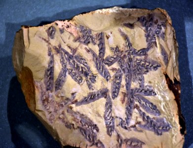 Haikouella lanceolata Muséum Grenoble 03082017