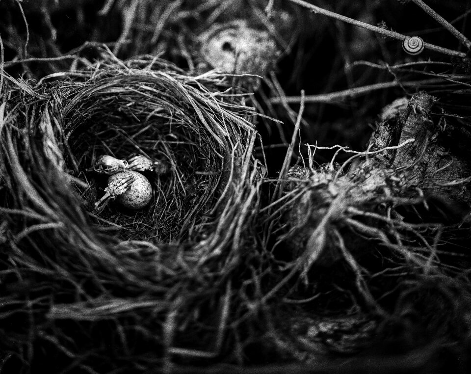 Nest mood halloween