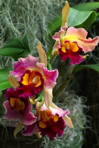 Blossom plant nature