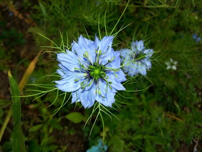 Nigella sativa plant blue flower