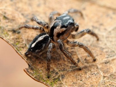 Habronattus trimaculatus 112957210
