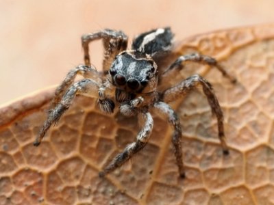 Habronattus trimaculatus 112957098