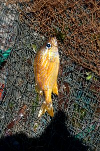 Haemulon flavolineatum (Desmarest, 1823) from Margarita Island 002