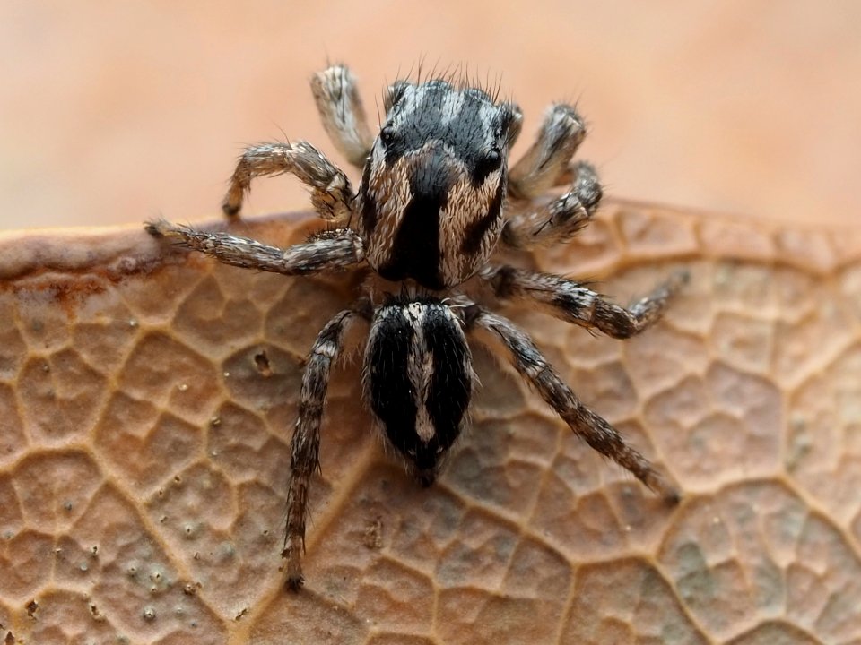 Habronattus trimaculatus 112957026