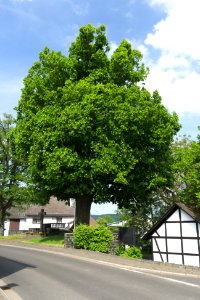 Haertlingen Tilia 2