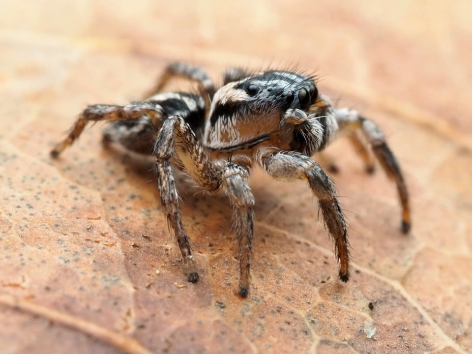 Habronattus trimaculatus 112957285