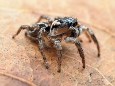 Habronattus trimaculatus 112957285