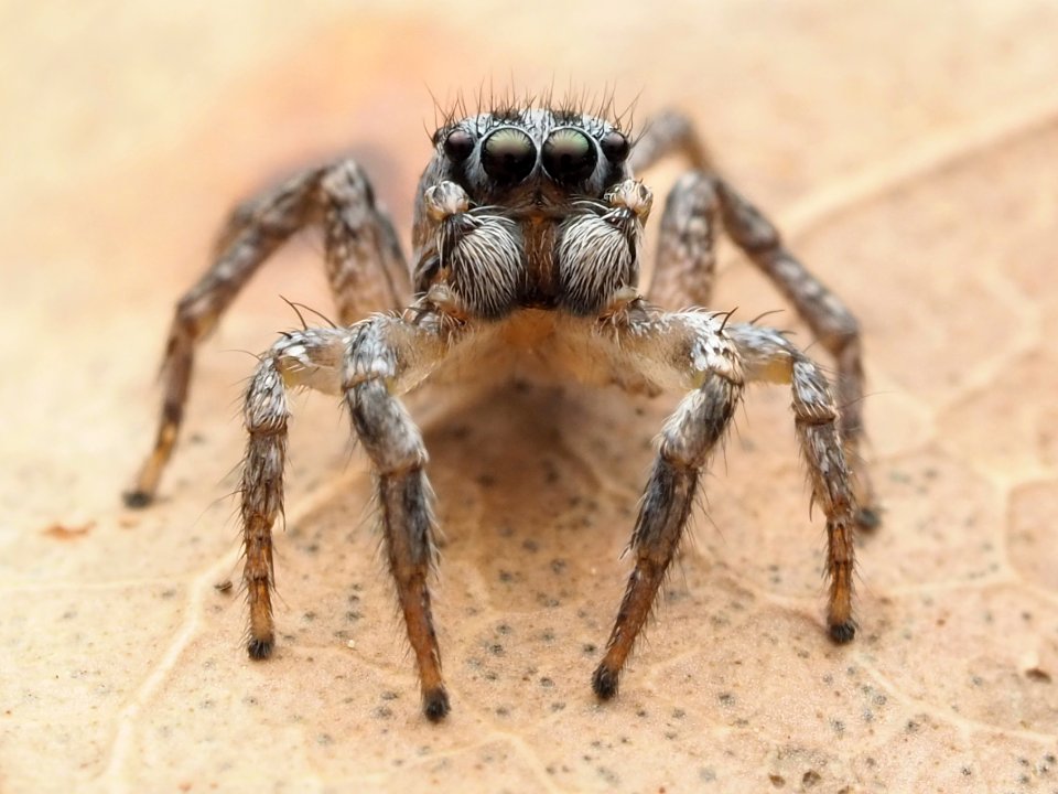 Habronattus trimaculatus 112957242