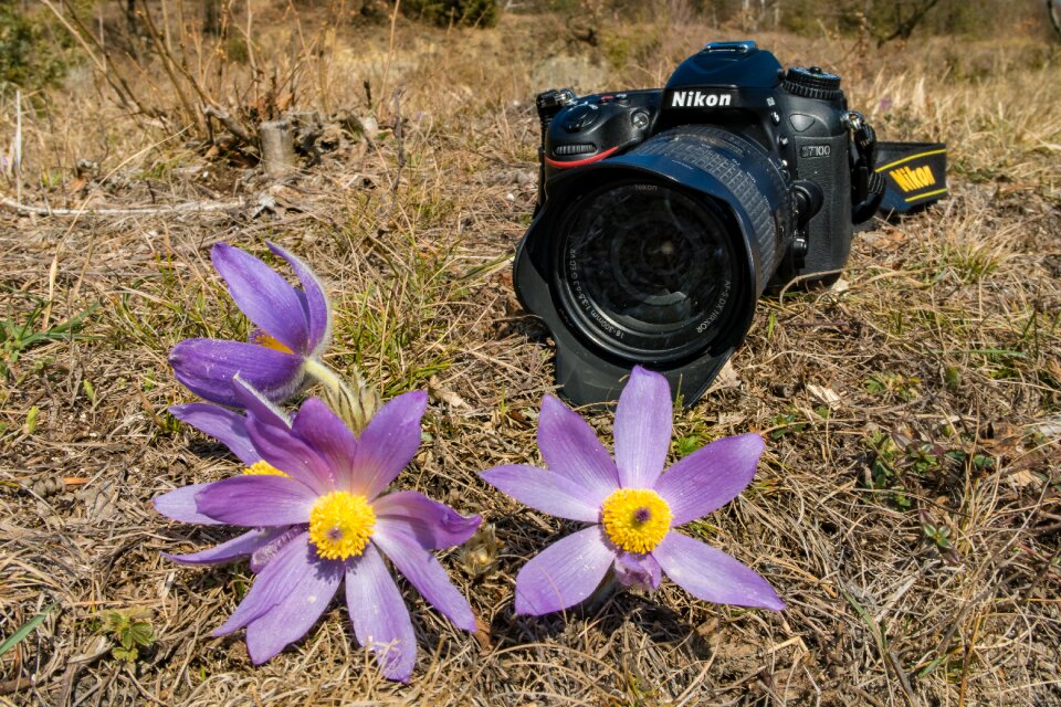 Flower spring nature