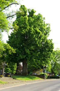 Haertlingen Tilia