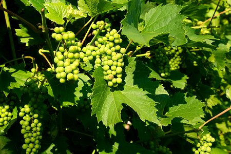 Grapes fruits red grape varieties photo