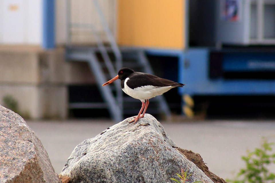 Haematopus ostralegus Oulu 20190701
