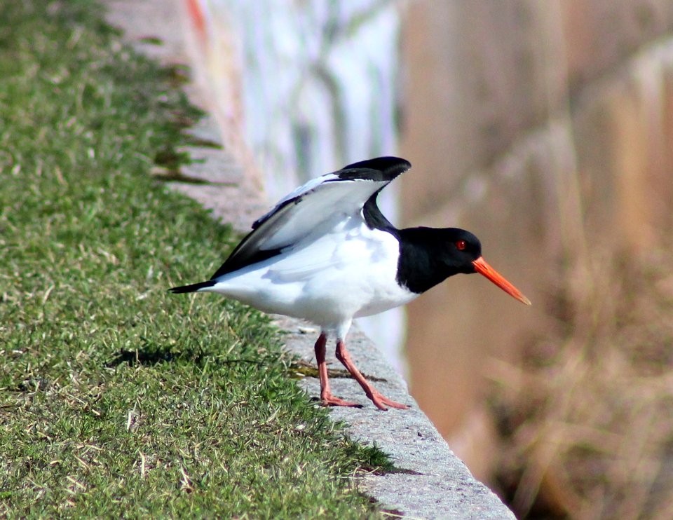 Haematopus ostralegus Oulu 20120506b