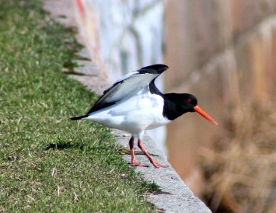 Haematopus ostralegus Oulu 20120506b