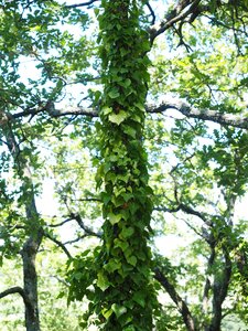 Climber plant creeper log photo