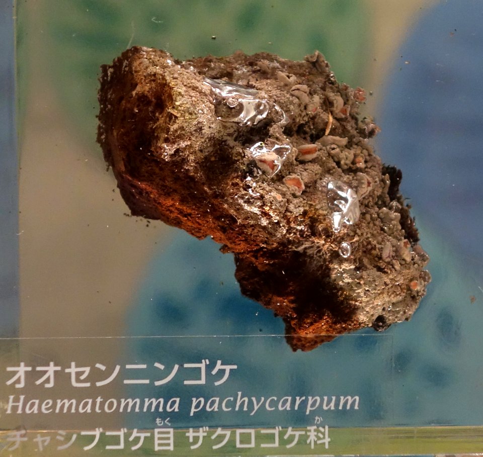 Haematomma pachycarpum - National Museum of Nature and Science, Tokyo - DSC07585