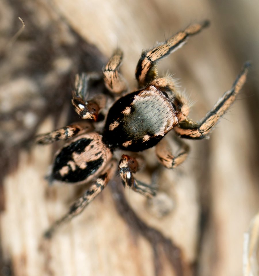 Habronattus pyrrithrix 02